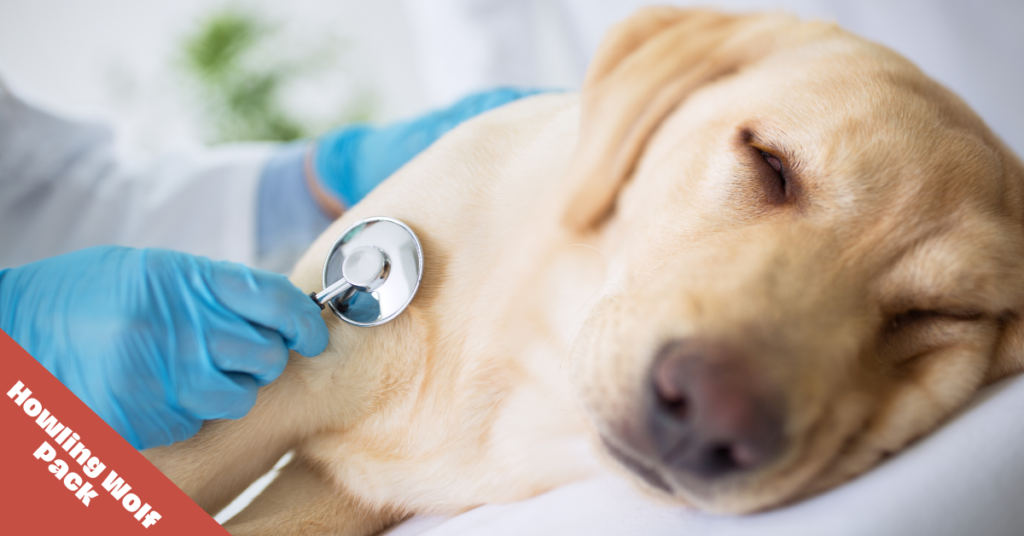 dog getting treatment for Pancreatitis in dogs