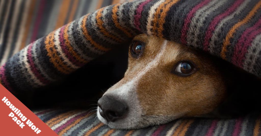 Pancreatitis in dogs - dog hiding under covers.