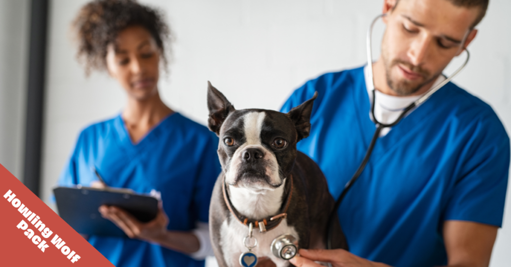 dog at vet