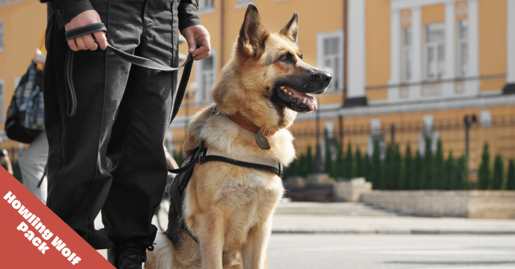 police dog sat next to handler.