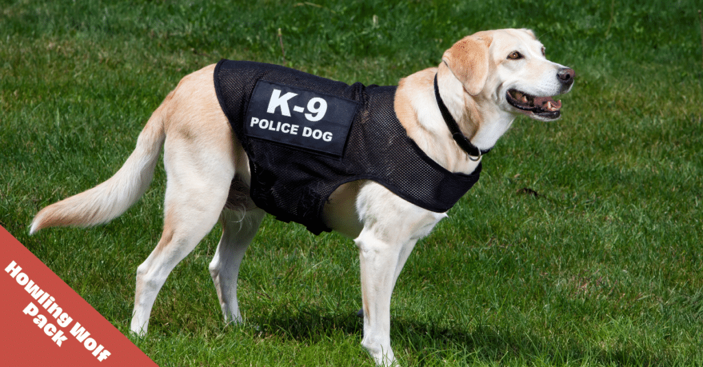 K9 Police Dog Names - Lab