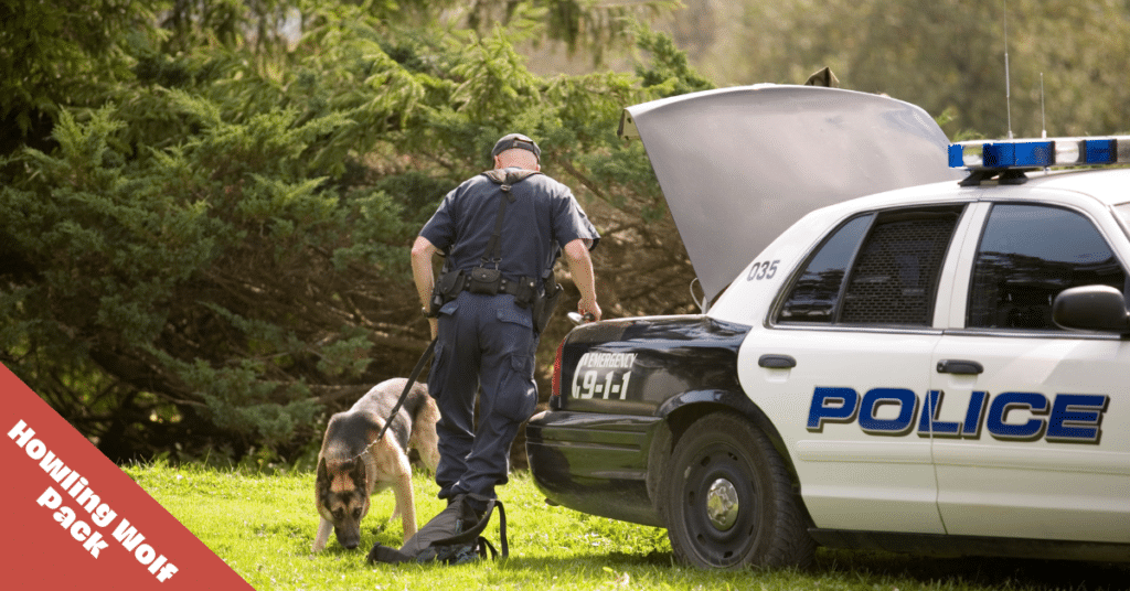 police dog sniffing ground next to police car.