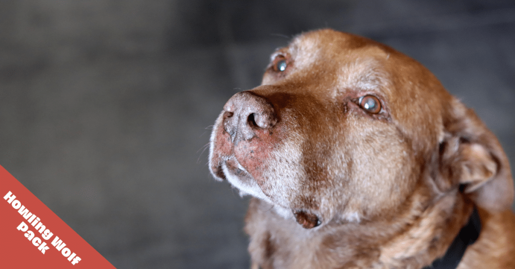 senior dog look upwards