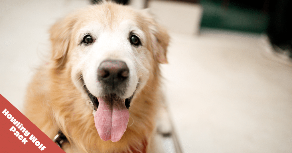 how to care for senior dogs