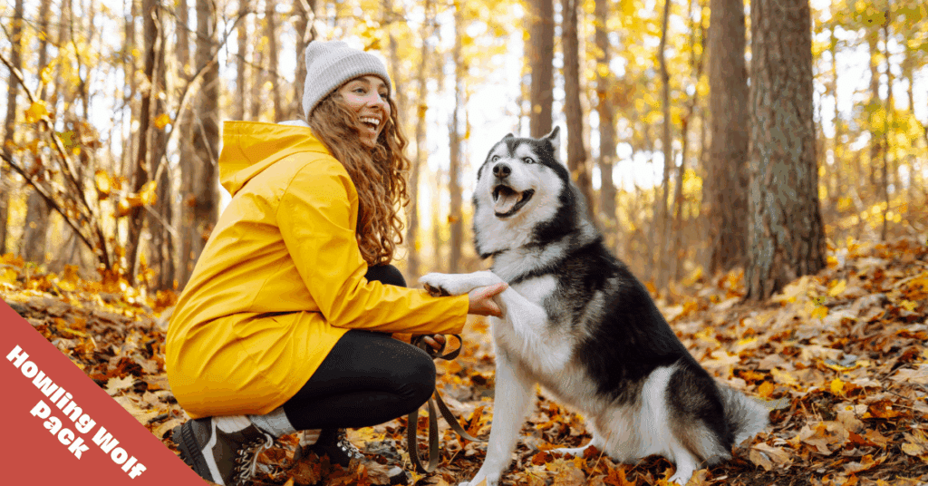 Siberian husky with owner