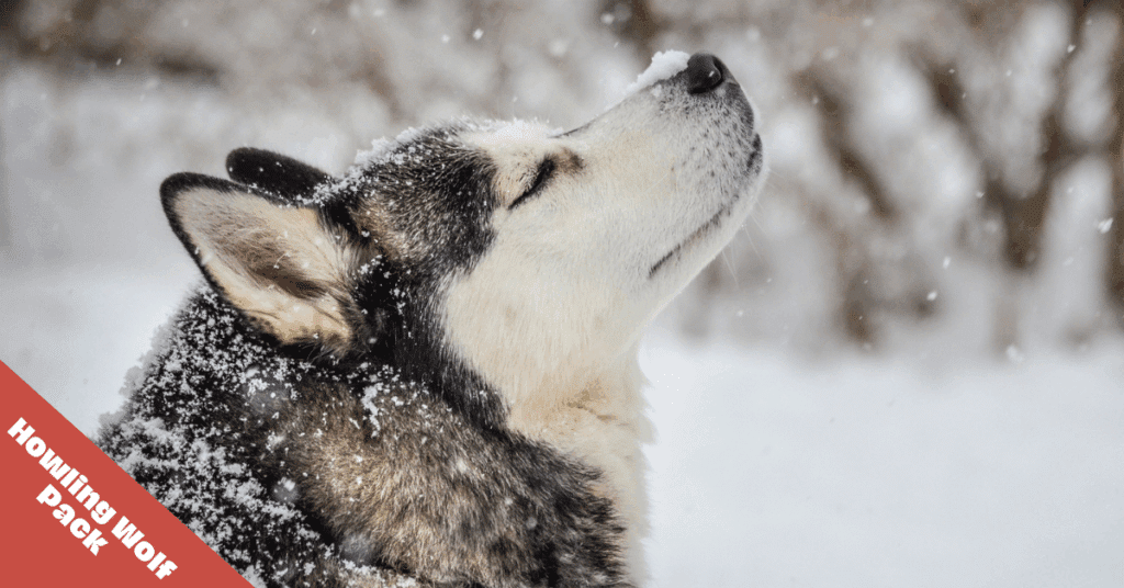 siberian husky in snow

