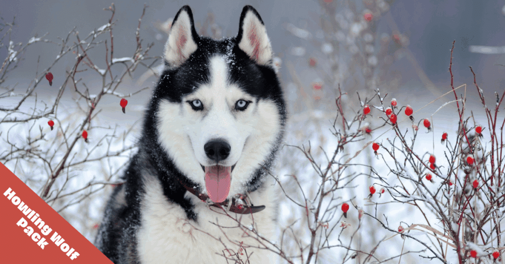 siberian husky in snow with red berried